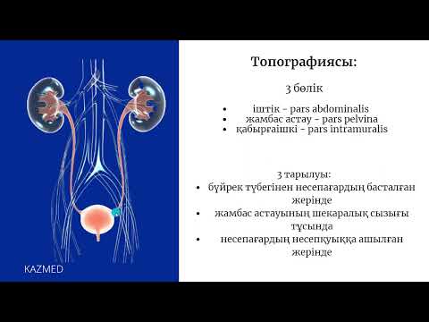 Несепағар анатомиясы / мочеточник