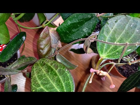 💙💛(ENG SUBS) Simple but beautiful Hoyas var. What grew from the stump of Nong Nooch...