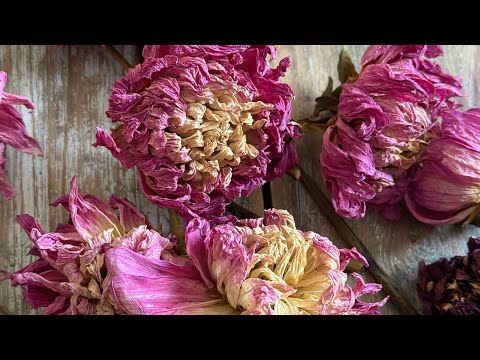 Homemade Tomato soup and baking sourdough bread 