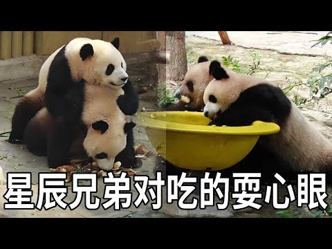 星星辰辰平时腻腻歪歪的，但在好吃的面前，也会互相的耍心眼【你好大熊猫】