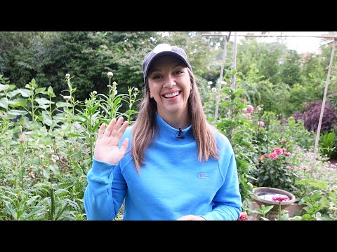 Starting Cool Flower Transplants Inside // Hardy Annuals Q & A // Northlawn Flower Farm