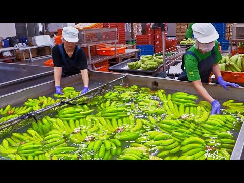 Big reveal！How Millions of Big Banana Harvested & Processed/大揭密！豐盛的香蕉採收及加工過程/藝隆農產