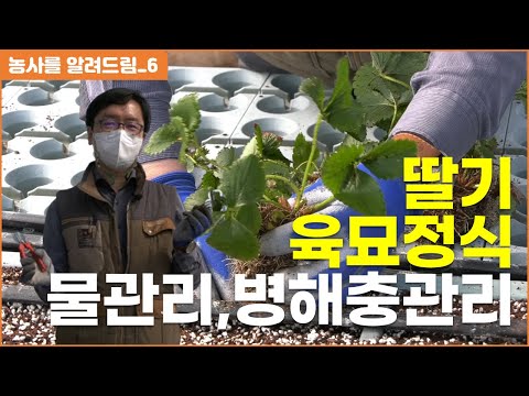 딸기육묘정식, 육묘기술, 물관리, 병해충관리,
