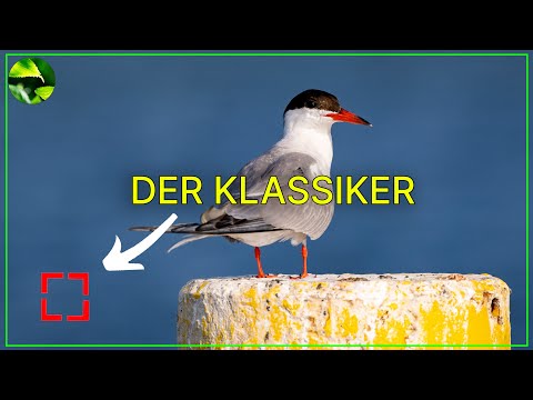 Kamera fokussiert nicht richtig ❗️ Dieser Fehler passiert häufig!
