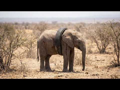 He Found a Baby Elephant Trapped in a Tire for 1 Year - Then Their Incredible Story Begins!