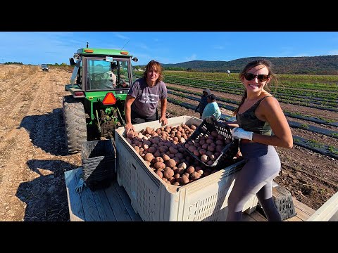 This Was An INSANE Potato Harvest
