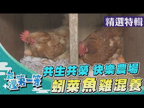 台灣第一等【友善養殖 七股虱目魚故鄉／快樂農場 蚓菜魚雞混養】 _精選特輯
