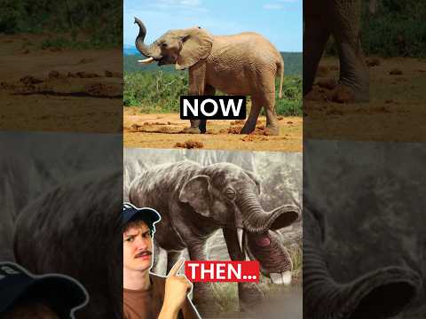 Why Elephants Are Nightmare Inducing