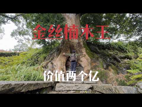 重庆酉阳楠木湾,中国千年金丝楠第一村,一棵树价值两个亿