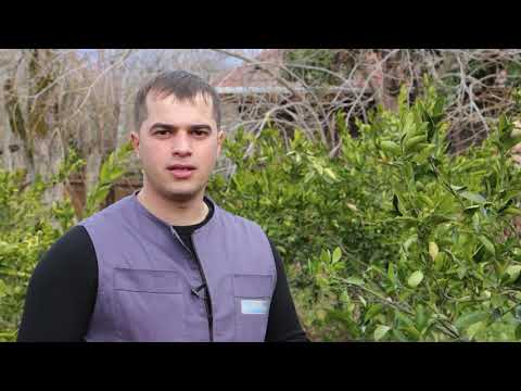 Техника обрезки цитрусового сада