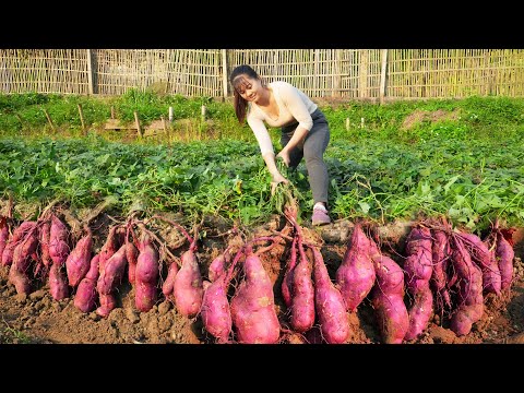 Harvesting Sweet Potato Goes to market sell - Bumper sweet potato crop | Phương Free Bushcraft
