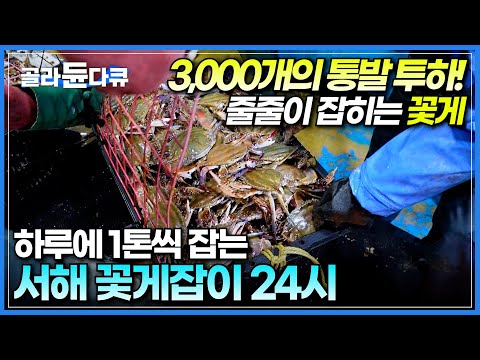 참 잘 잡는다🦀 3,000개의 통발로 하루 1톤 알이 꽉 찬 암게를 잡는 '서해 꽃게잡이'의 하루│꽃게잡이 선상만찬│극한직업│#골라듄다큐