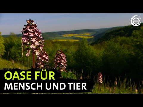 Wild Germany – The Thuringian Forest | Experience Earth