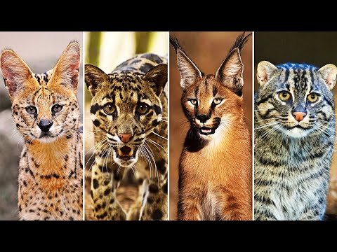 10 Самых Редких Диких Кошек! Кошачьи в Деле!