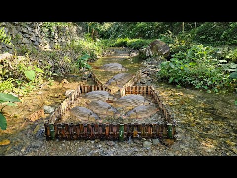 Bamboo fish trap ancient method of catching fish. The girl caught a lot and brought them to sell.