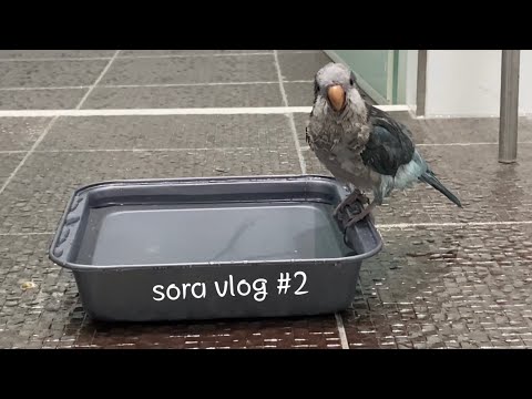 앵무새와 함께하는 대학생 브이로그✌🏻#2 |영어공부\앵무새 용품 7만원어치 언박싱(푸롱이네 앵 놀이터)\3차 부스터 백신 접종\방&새장 청소\게으르지 않으려고 노력하는 대학생|