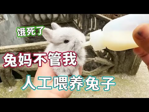 母兔太不靠谱！把兔宝养得只剩一把骨头，人工喂奶后居然秒变干饭王🐰【天下一场梦】