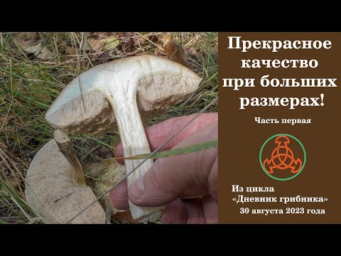 Excellent quality at large sizes! "Mushroom Picker's Diary" August 30, 2023 Part One.