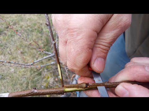 Найкращих 2 способи щеплення кісточкових навесні