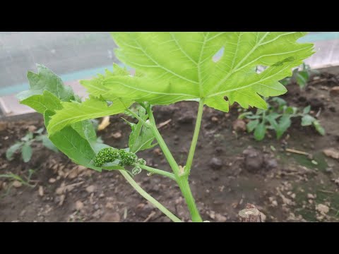 Не губите молодые саженцы винограда