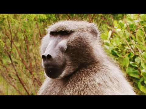 The Baboon Mafia of Cape Town (4K Documentary)