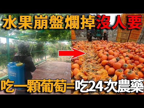 中國水果崩盤！貴族水果價格暴跌90%，爛掉都沒人要， 吃1顆葡萄相當於吃24次農藥！催熟劑、膨大劑、保鮮劑……#峽谷課代表#水果#中國#經濟#農藥