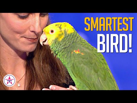 WHAT?! Echo The Talking Bird on AGT!