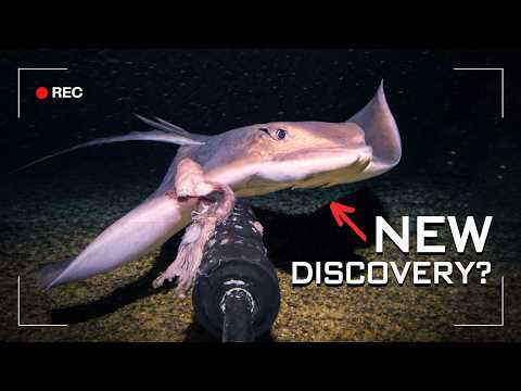 I Recorded a Deep Sea Creature No One Has Seen Alive