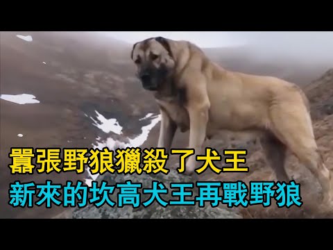 囂張野狼獵殺了犬王，新來的坎高犬王再戰野狼！純正血脈的坎高犬有多厲害？狼群襲擊羊群，被砍高犬成功拿下！狼群時隔一年後的復仇！