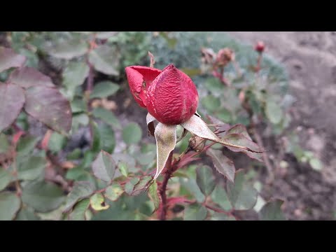 Where did you order roses for spring 2026? Roses after the first frost. What made you sad? 🙄