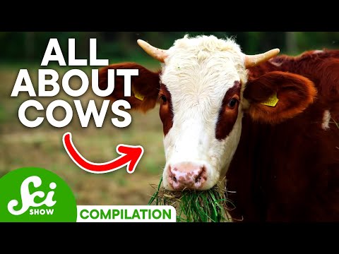 7 Wild Facts About Cows You Should Know | Compilation
