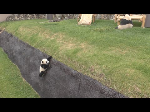 【ひとりで戻れるよ🎶】彩浜🌈雨のモートでらんらんる~ッ✨☂ひなまつり記念🎎【親子パンダ】ノーカット✨Giant Panda -Saihin -☆On a rainy day…☔