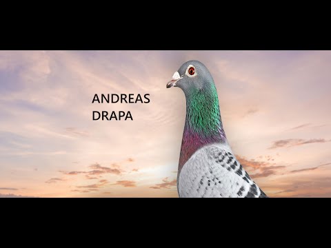 Quality pigeons "Made in Germany" - Andreas Drapa