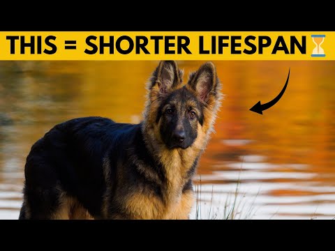 14 Things You Must Never Do to Your German Shepherd