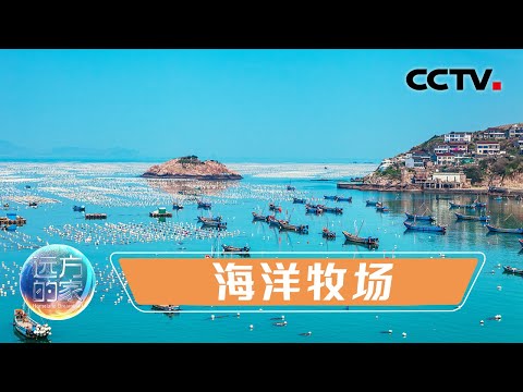 壮阔！位于黄海深处的海洋岛上有个240万亩的“海洋牧场” 这里供应着中国一半以上的虾夷扇贝！20211208 |《远方的家》CCTV中文国际