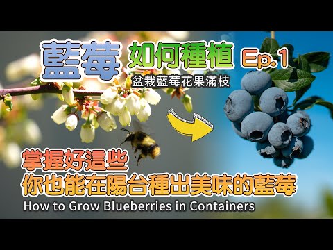 How to Grow Blueberries in Pots or Containers