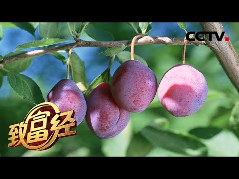 《致富经》 戈壁滩上果飘香：一棵树多赚4000元 戈壁旅游如何发现投资商机？20190920 | CCTV农业
