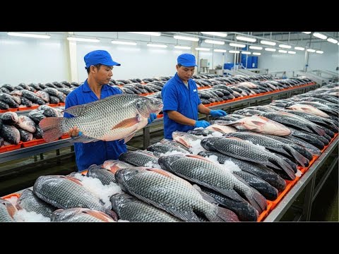How Millions of Tilapia Are Raised & Processed For Meat – Inside the Tilapia Farming Industry