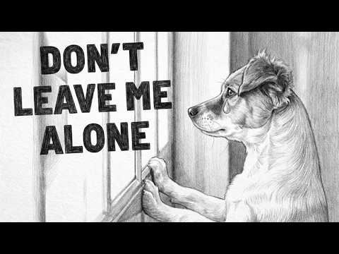 Dog Psychology | NEVER Do This When You Leave Your Dog Alone!