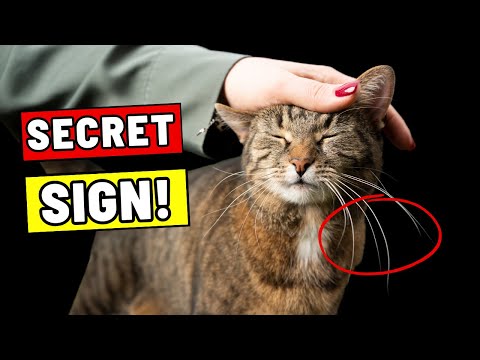 19 Hidden Things Cats Do When They Love You