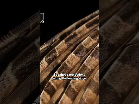 How Do Owls Hunt Silently? | #DeepLook #Shorts