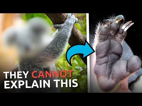 Atheists HATE When Christians Bring This Animal Up