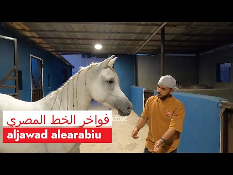 زيارة مربط أعرب للخيل العربية الاصيلة