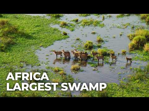 Wild Waters : The Nile's Greatest Wilderness