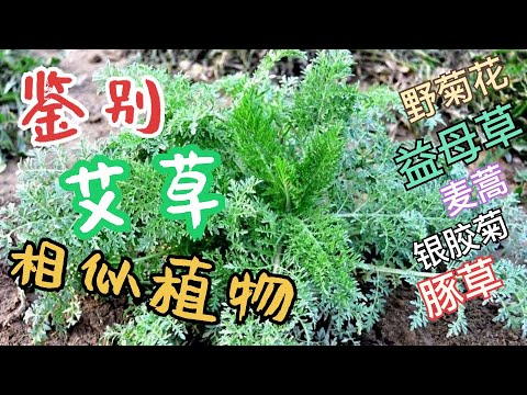 鉴别和艾草易混淆的几种植物 野菊花 益母草 银胶菊 豚草 麦蒿……