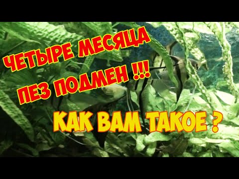 Аквариум 220 литров. Четыре месяца без подмены воды! | Four months without water replacement!