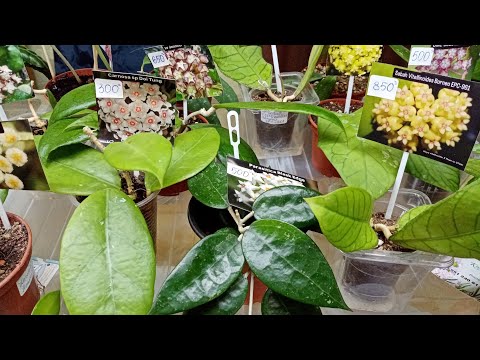 Exhibition in Anapa on December 13. Part 1.