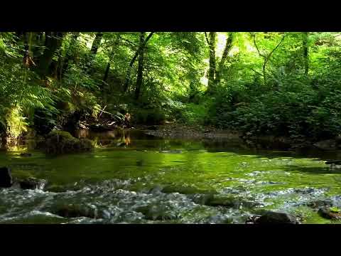 FOREST BIRDSONG, 8 HOURS OF RELAXING NATURE SOUNDS, NIGHTINGALE BIRDSONG, NATURE'S MUSIC, ASMR