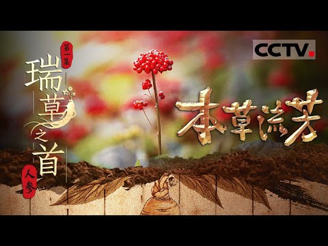 《本草流芳》01 瑞草之首：人参何以穿越千万年 扎根长白山 探秘“百草之王”的传奇前世和赓续发展【CCTV纪录】