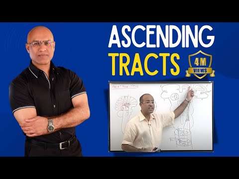 Spinothalamic Tract | Ascending Tracts | Spinocerebellar Tract  | Neuroanatomy